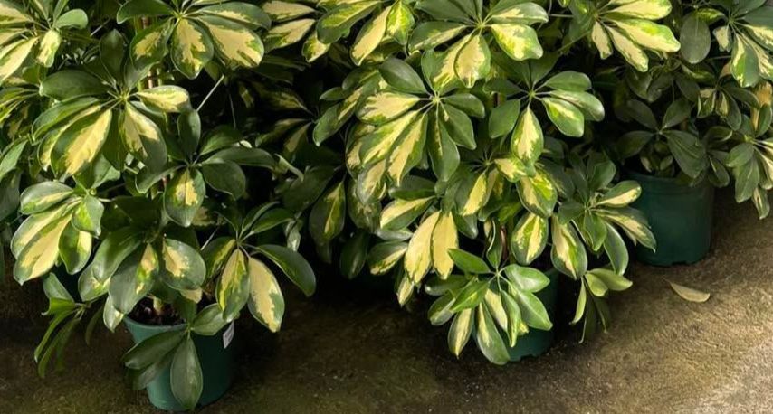 تصویر 4 از شفلرا آپارتمانی مناسب دکوراسیون مدرن و شیک